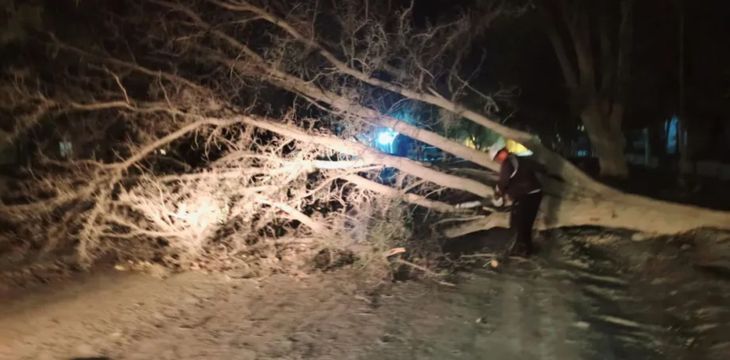 Árbol caído por el temporal en Neuquén. Árbol caído por el temporal en Neuquén.