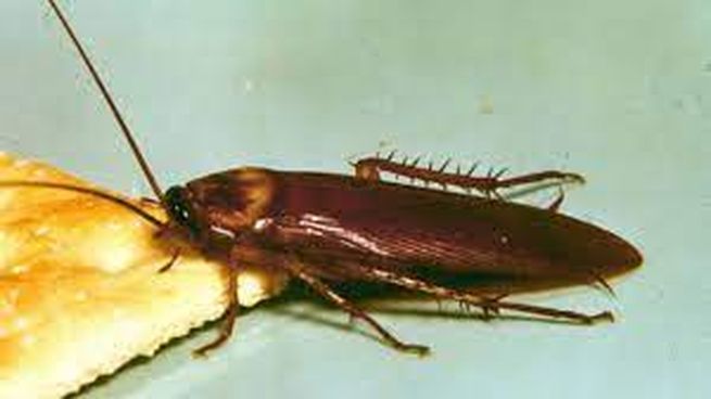 cucaracha.jpg