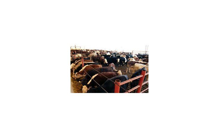 El Gobierno busca aumentar la producción de carne en 100 mil toneladas