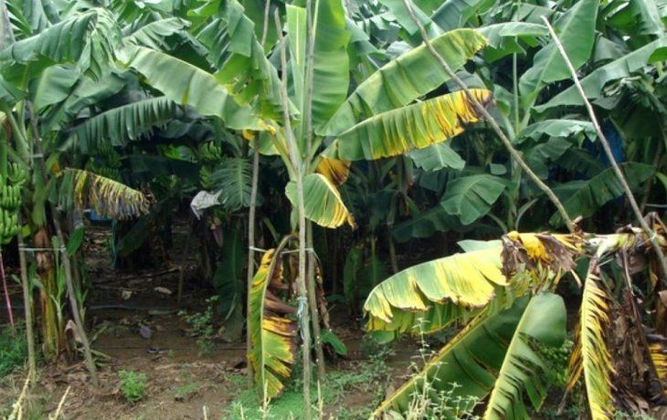El Fusarium R4T arrasa con las plantaciones de banano.