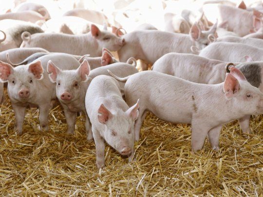 carne. El sector porcino superó un duro momento y ahora compensa con mejores precios.