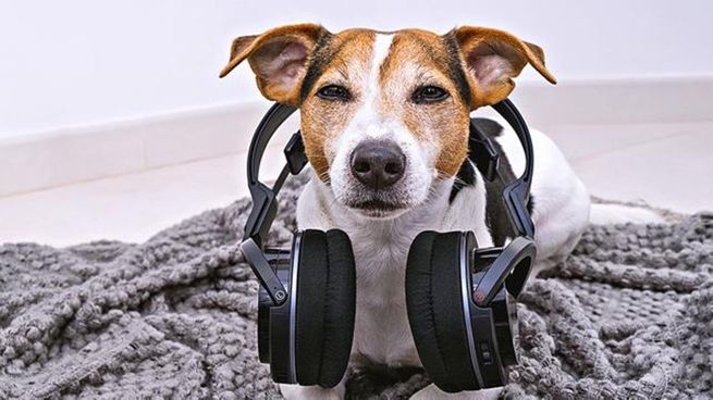 TheButter sorprendió al público con su propuesta: un piano para perros que busca estimular, entretener y conectar a millones de dueños con sus mascotas.