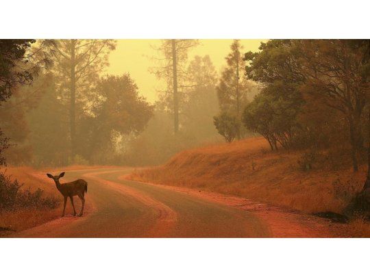 Cinco muertos por voraces incendios forestales en California