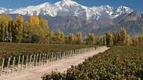 La producción vinícola de Mendoza fue la más afectada por las restricciones que hubo para cruzar la Cordillera en julio y agosto.