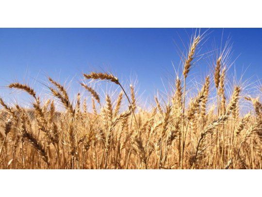 El USDA elevó pronóstico de cosechas argentinas de maíz y trigo