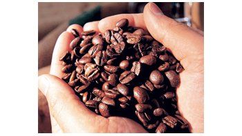Cae producción de café por lluvias