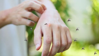 Cómo aliviar las picaduras de mosquito: los mejores consejos y remedios caseros