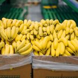 La importación de bananas preocupa a los gobernadores norteños.