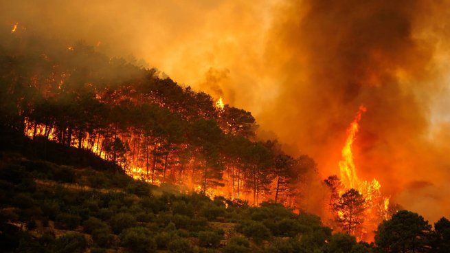 El 97% del área afectada corresponde a grandes incendios forestales que devastaron zonas arboladas y ecosistemas protegidos.