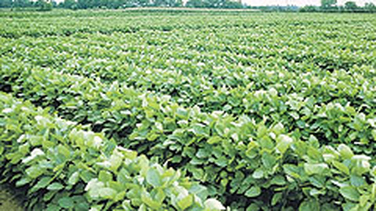 rains brought relief to the countryside, but drove prices down in Chicago