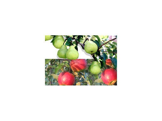 Productores de la provincia de Río Negro ya cuentan con un calendario tentativo para lacosecha de peras y manzanas.