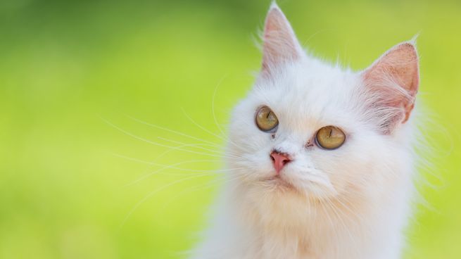 Las razones para adoptar un gatito blanco.&nbsp;