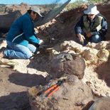Encontraron restos que posicionan a Argentina nuevamente en el mapa mundial de estudios de dinosaurios Encontraron restos que posicionan a Argentina nuevamente en el mapa mundial de estudios de dinosaurios
