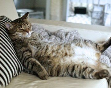 La razón de porqué los gatos amasan las mantas antes de dormir o relajarse. La razón de porqué los gatos amasan las mantas antes de dormir o relajarse.