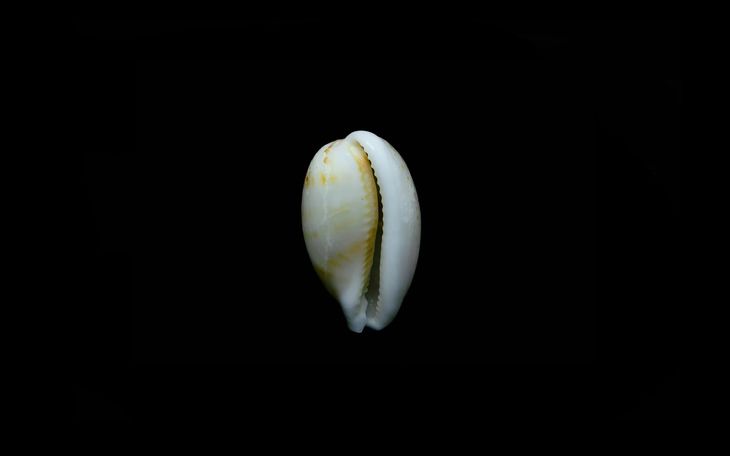 En 1758 Carl Linnaeus, el padre de la taxonomía, califica a los cauris en su “Systema Naturae” como “Monetaria moneta”, reconociendo el uso que se hacía de estos caracoles que pesan entre 1 y 3 gramos y miden no más de dos centímetros. En 1758 Carl Linnaeus, el padre de la taxonomía, califica a los cauris en su “Systema Naturae” como “Monetaria moneta”, reconociendo el uso que se hacía de estos caracoles que pesan entre 1 y 3 gramos y miden no más de dos centímetros.