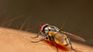 How to keep flies away from your house with this incredible trick. How to keep flies away from your house with this incredible trick.