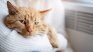 Why cats like to eat olives Why cats like to eat olives