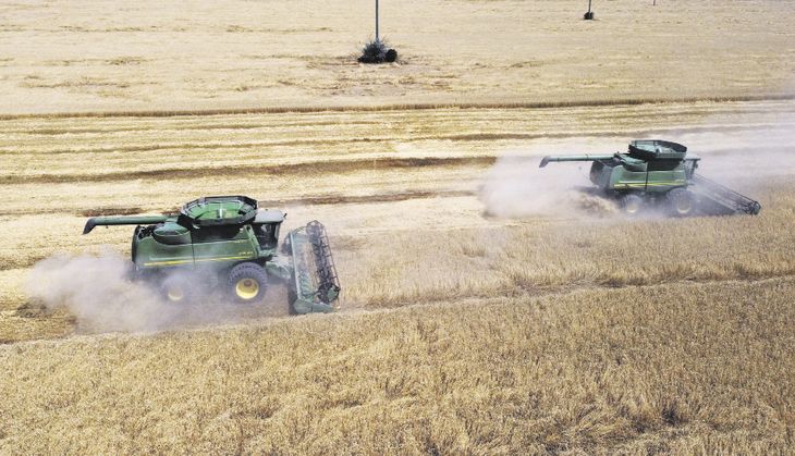La FAO espera que la producción de trigo alcance un nuevo récord en 2025. La FAO espera que la producción de trigo alcance un nuevo récord en 2025.
