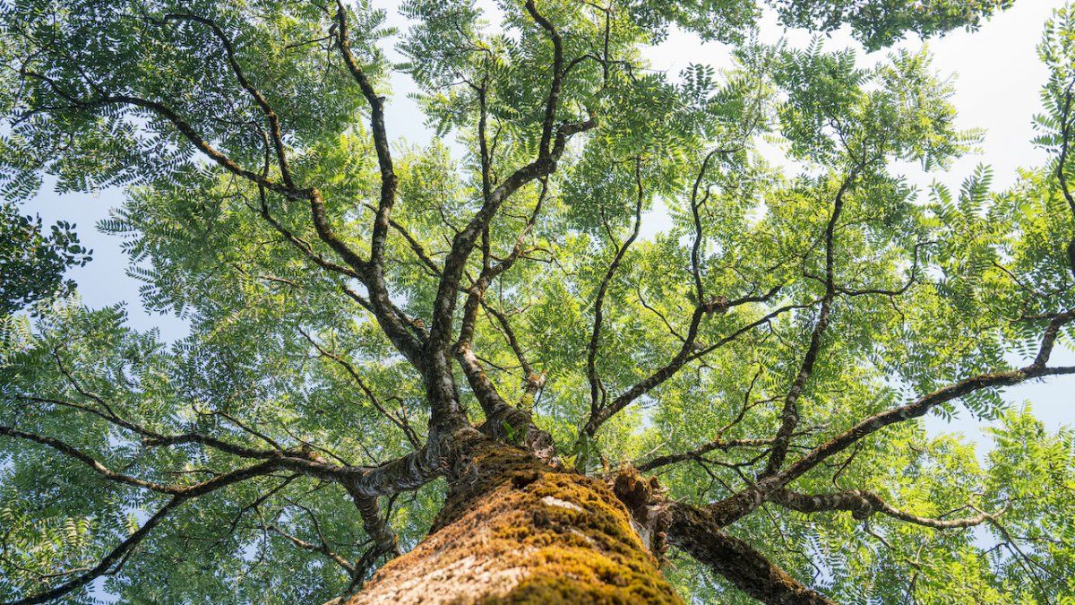 Ciencia: los árboles pueden comunicarse entre si, ¿cómo y qué se transmiten?