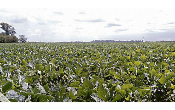 Brotes verdes. La Bolsa de Cereales de Buenos Aires indicó que la cosecha de la oleaginosa alcanzaría los 48,5 millones de toneladas.