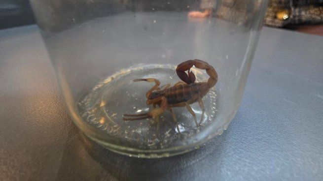Gremios denunciaron el estado del ARCA.