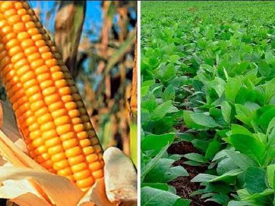 Estaríamos frente a un escenario de escasez de fertilizantes y de alentar a través de esto a un crecimiento de superficie de soja, en desmedro del maíz.
