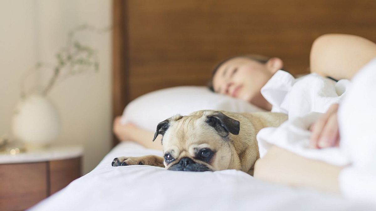 QUÉ SIGNIFICA dormir con tu perro SEGÚN LA PSICOLOGÍA