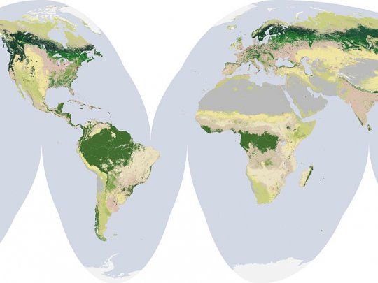 Los bosques cubren el 30% de la superficie terrestre.