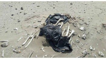 Revelan el misterio de los esqueletos en Península Valdés