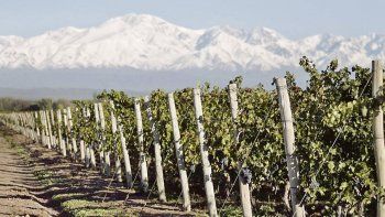 Cultivo. El 21% de la superficie sembrada de vinos en el país es malbec.