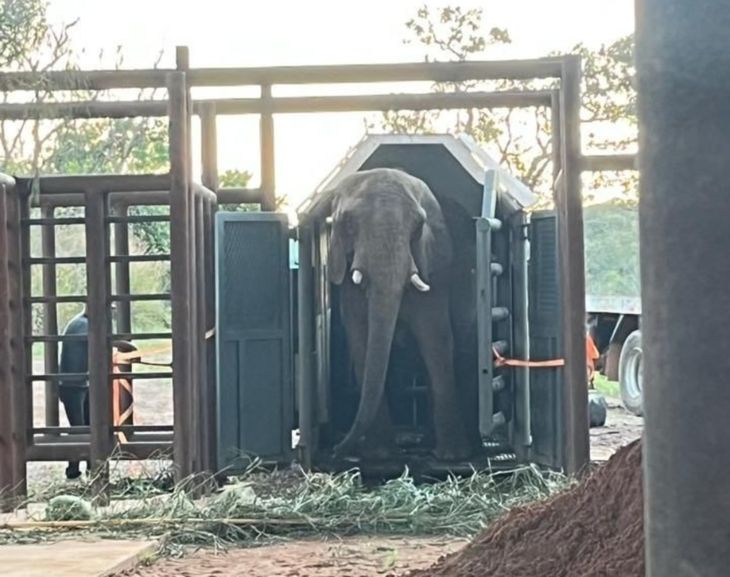 La elefanta Pupy sale de su caja de traslado a explorar su nuevo hogar. La elefanta Pupy sale de su caja de traslado a explorar su nuevo hogar. 