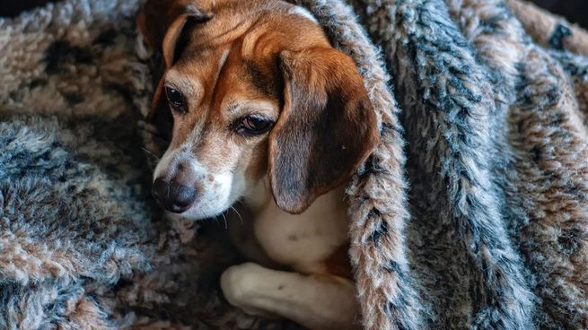 Enfrentar la pérdida de un compañero canino es un desafío emotivo que debemos saber afrontar y estar preparados.&nbsp;