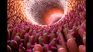 The intestinal microbiota, composed of trillions of beneficial bacteria, plays a fundamental role not only in digestion, but also in the immune, metabolic and nervous system.