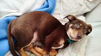 Una startup ayuda a millones de personas a entender que le lpasa a su perro en tiempo real&nbsp;