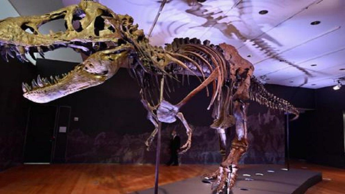 Récord Subastaron Fósiles De Tyrannosaurus Rex Por Más De Us30 Millones 7516