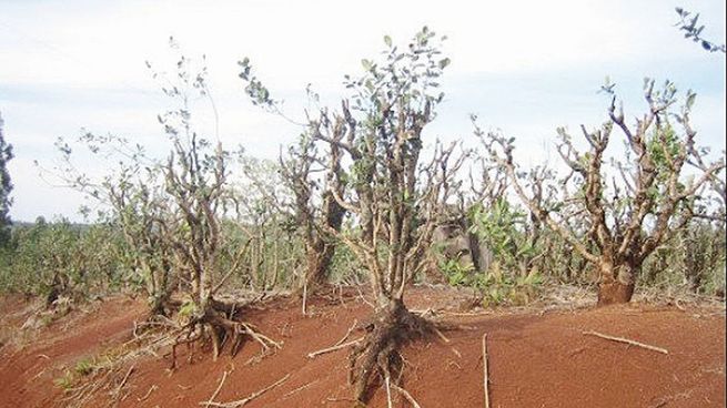 asistencia. Por la sequía, productores misioneros de yerba mate se encuentran en una situación desesperante. Desde el gobierno provincial lanzaron una ayuda con créditos a tasa cero para solucionar abastecimiento de agua.