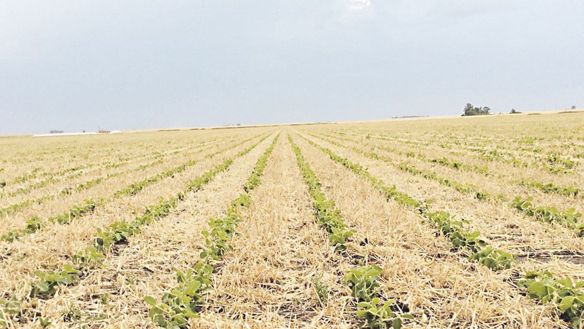 Los precios de la soja y del maíz sucumben ante las lluvias