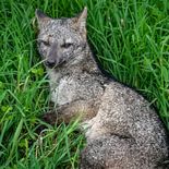 El cachorro fue hallado en la banquina de la avenida. Marcos Briolini. El cachorro fue hallado en la banquina de la avenida. Marcos Briolini.