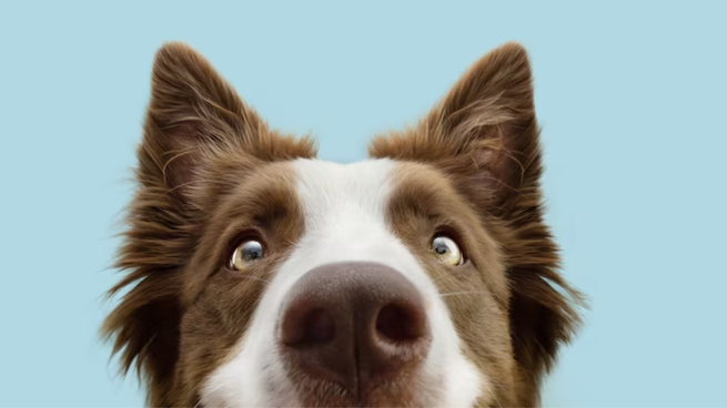 El estudio de la ciencia que incluyo a algunas razas determinó que el border collie no es la más inteligente de todas.&nbsp;