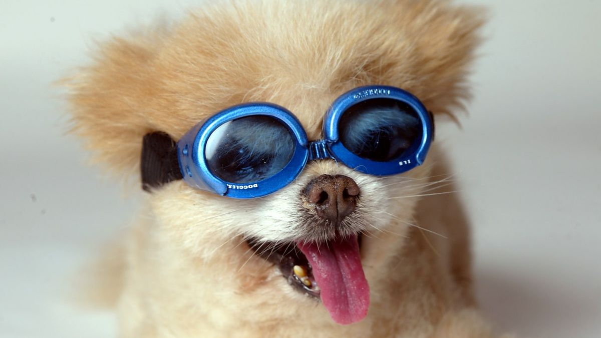 The unusual accessory that your pet can use and that due to its popularity became a million-dollar invention