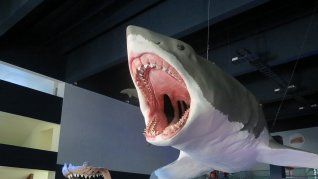 A partir de los descubrimientos científicos, una recreación del megalodon es expuesta en el Museo de la Evolución de Puebla.