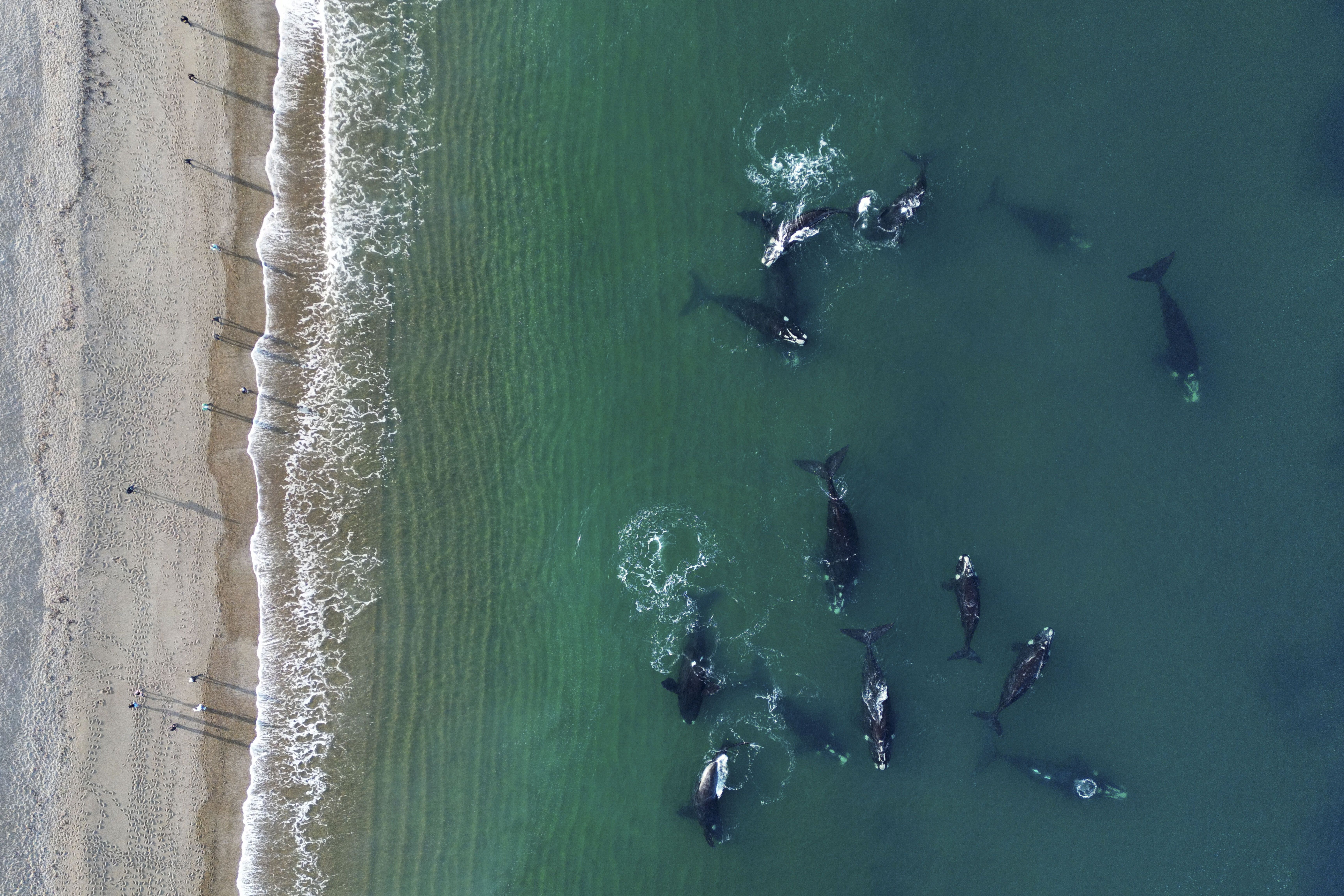llegaron las primeras ballenas a puerto madryn
