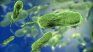 There are almost a dozen people infected in the North American country. There are almost a dozen people infected in the North American country.
