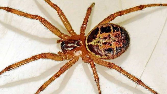 Alerta por la araña violinista en México.