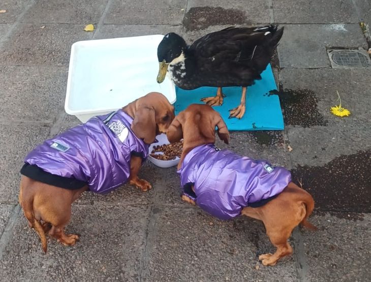 El pato Juan fue retirado de la peatonal para preservar la seguridad y tranquilidad de los vecinos. El pato Juan fue retirado de la peatonal para preservar la seguridad y tranquilidad de los vecinos.
