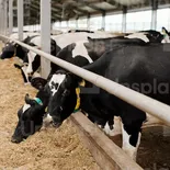 El valor de la leche en polvo internacional sufrió una baja del 27% en solo seis meses. El valor de la leche en polvo internacional sufrió una baja del 27% en solo seis meses.