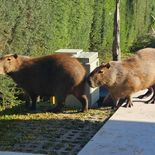 La Cámara consideró que la denominada “prueba piloto” de traslado carecía de sustento técnico suficiente. La Cámara consideró que la denominada “prueba piloto” de traslado carecía de sustento técnico suficiente.