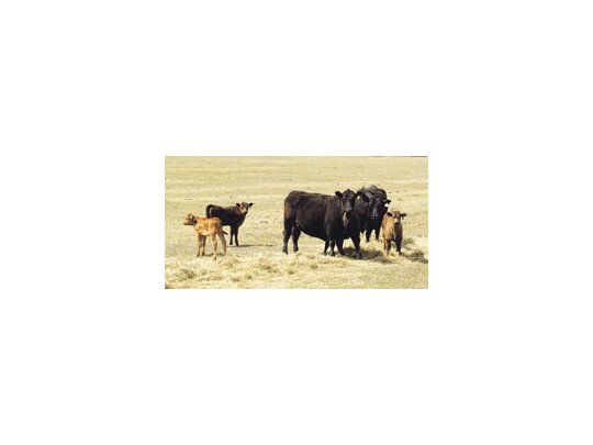 El stock de vacas cayó 805 mil unidades entre el primer semestre de 2007 y el mismo período de 2008, según datos de las campañas de vacunación antiaftosa.