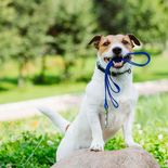 Las razones por las que tu perro te sigue a todas partes. Las razones por las que tu perro te sigue a todas partes.