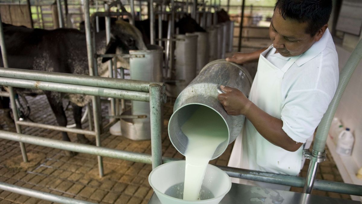 They fear a drop in dairy exports